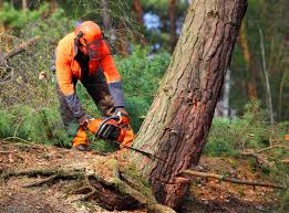 Best Tree Removal  in Ladera Ranch, CA