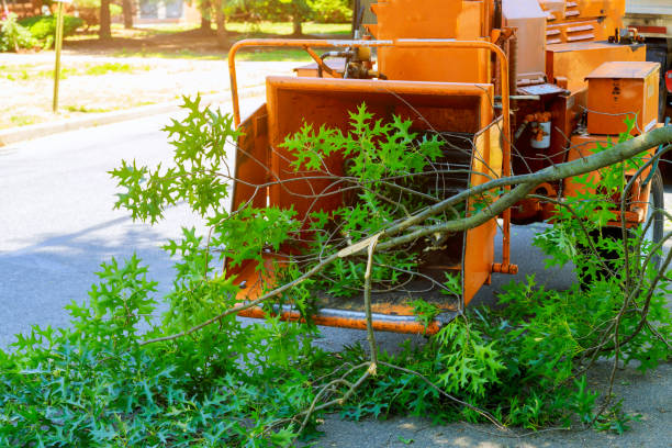 Ladera Ranch, CA Tree Care Services Company