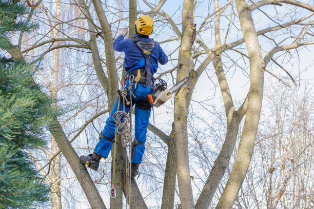 Best Tree Mulching  in Ladera Ranch, CA