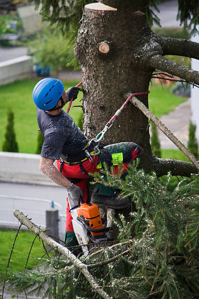 Best Storm Damage Tree Cleanup  in Ladera Ranch, CA