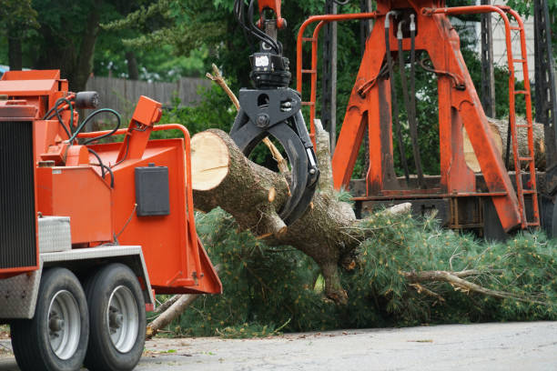 Best Seasonal Cleanup (Spring/Fall)  in Ladera Ranch, CA